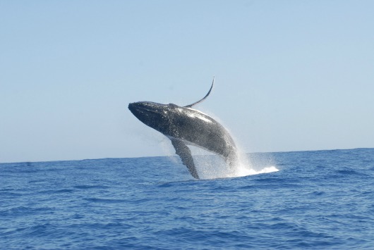 Humpback whale - main